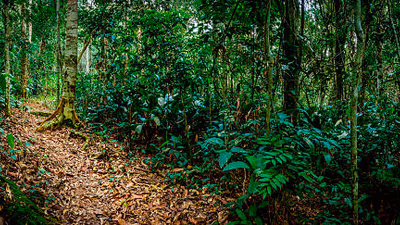 Trek des Gorilles des Plaines de l'Ouest (4 Jours)